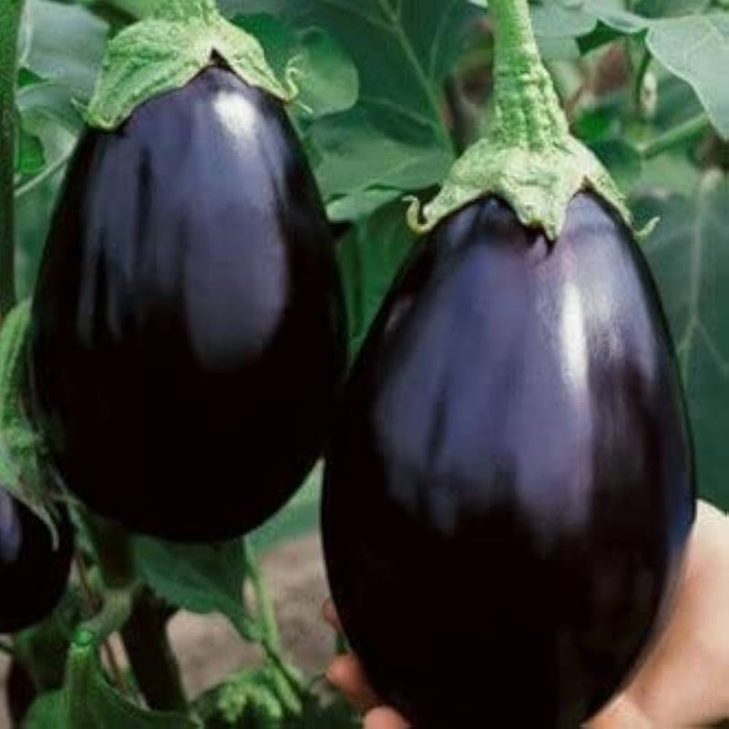 Dusky Eggplant Vegetable Seeds for Planting – Heirloom Non-GMO Garden Seeds