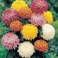 Colors Chrysanthemum flower seeds