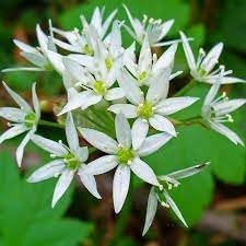 Ursinum flower seeds