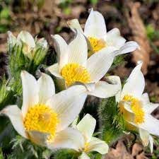 Pasque flower seeds