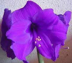 Purple Amaryllis flower seeds