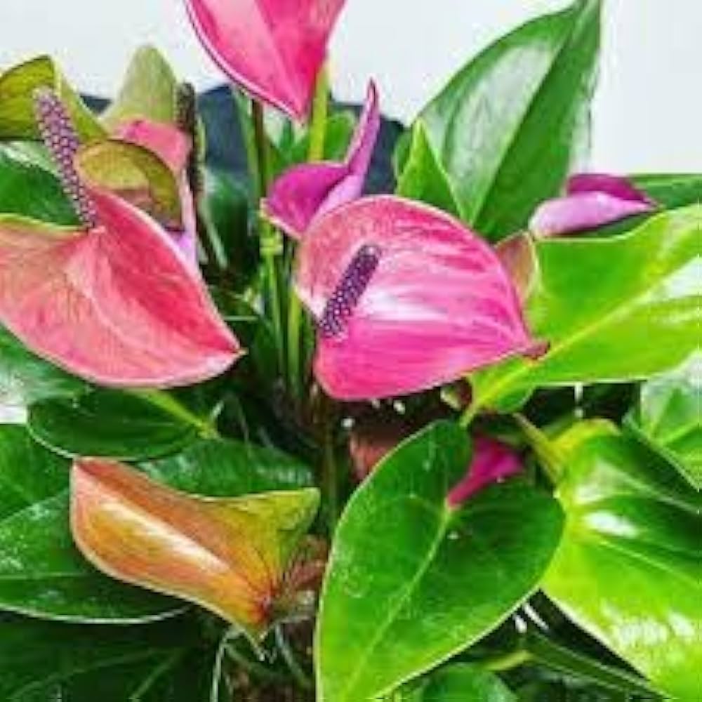 Anthurium Andraeanum flower seeds