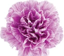 Purple Carnation flower seeds