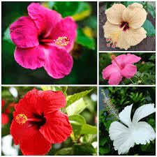 Army Green flower seeds