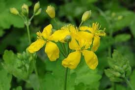 Chelidonium Majus flower seeds