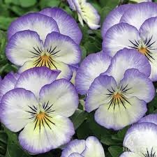 Heartsease Pansy flower seeds