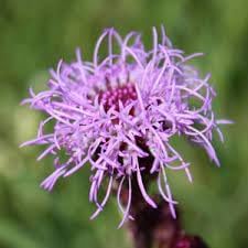 Liatris flower seeds