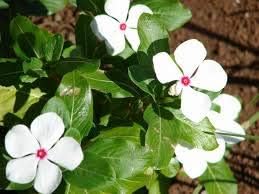 White Catharanthus flower seeds