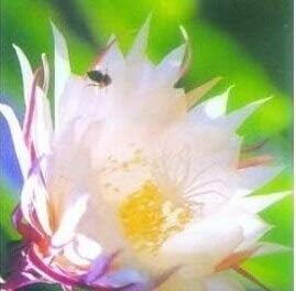 Epiphyllum flower seeds