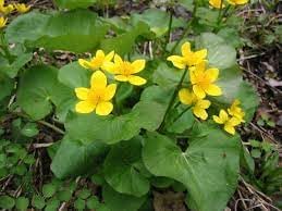 Caltha Palustris flower seeds