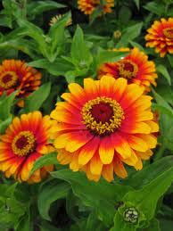 Yellow Pink flower seeds