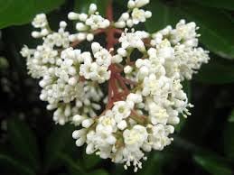 Ligustrum flower seeds