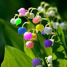 Bell Orchid flower seeds
