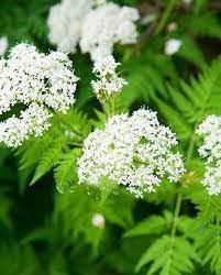 Cicely flower seeds