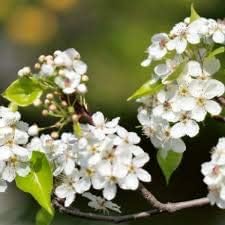 White Calleryana flower seeds