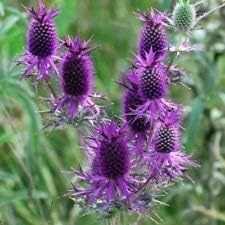 Purple Eryngo flower seeds