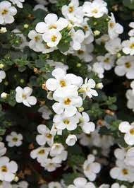 Waterhyssop flower seeds