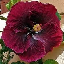 Red Black flower seeds