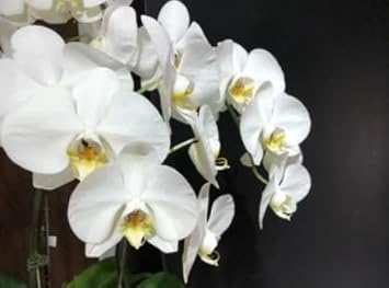 White Phalaenopsis flower seeds