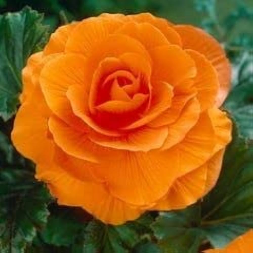 Camellia Orange flower seeds