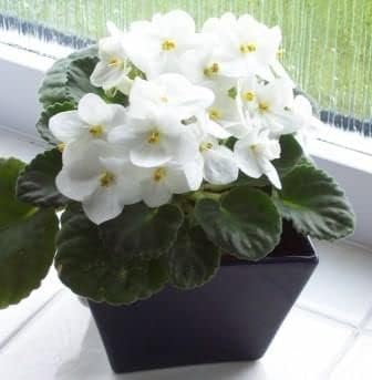 White Saintpaulia flower seeds