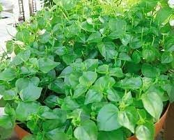 Pellucida flower seeds
