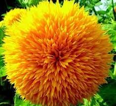Teddy Bear flower seeds