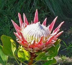 Protea flower seeds