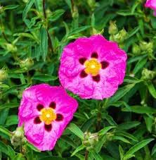 Hardy Cistus flower seeds