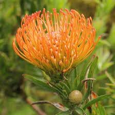 Leucospermum flower seeds