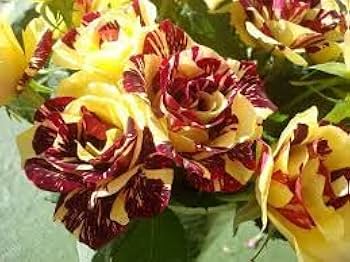 Maroon Yellow flower seeds