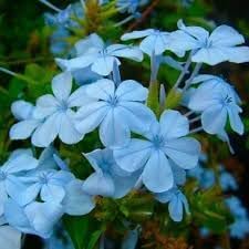 Plumbago flower seeds