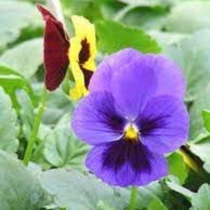 Bright Mexican Pansy plant