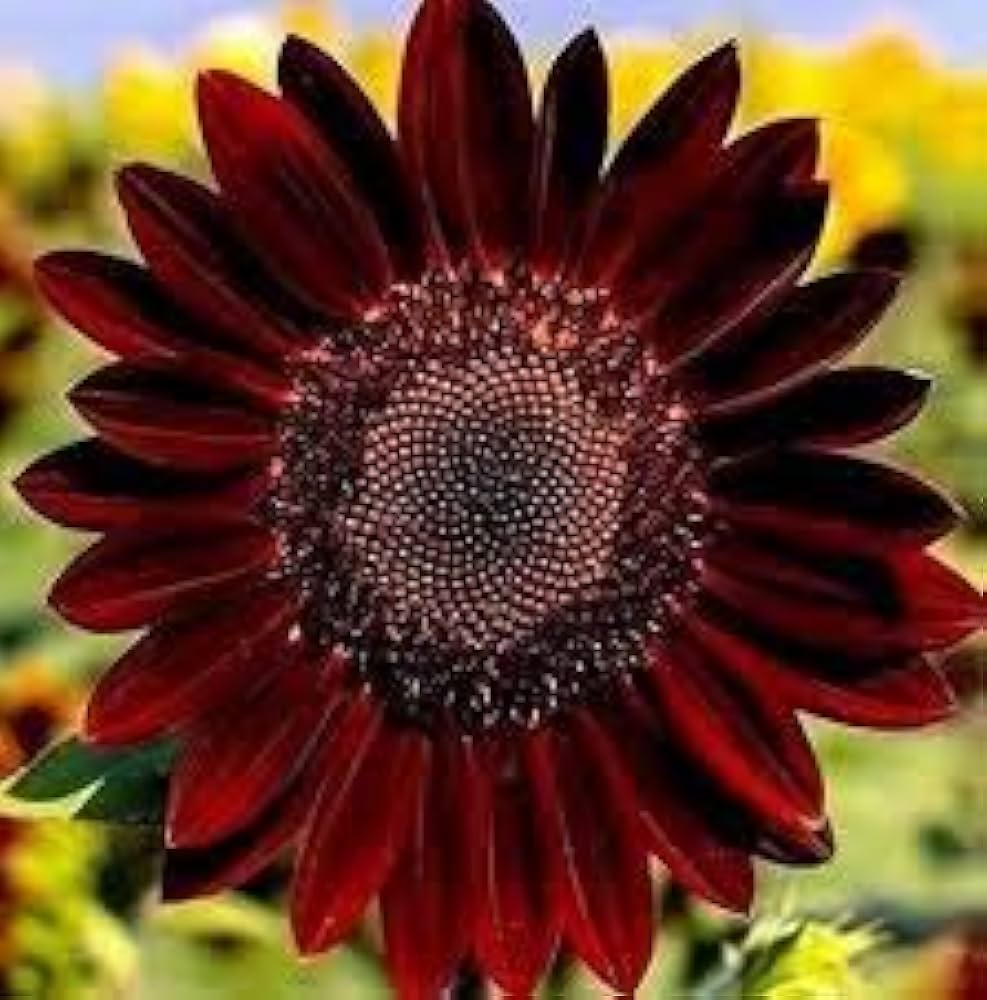 Dark Red flower seeds