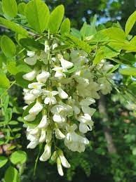 Robinia flower seeds