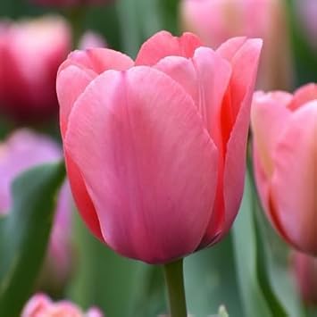 Tulip flower seeds