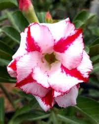Adenium Obesum flower seeds