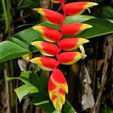 Heliconia flower seeds
