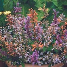 Agastache flower seeds