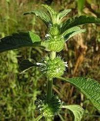 Hyptis flower seeds