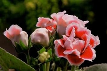 White Orange flower seeds
