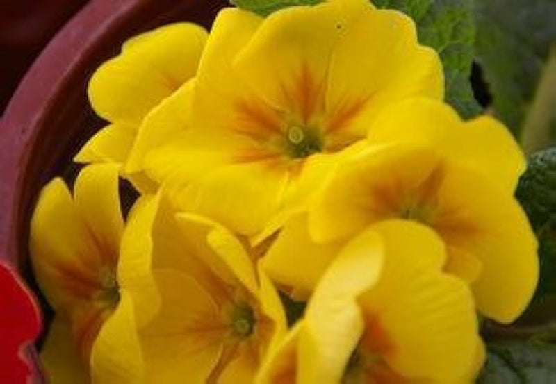 Yellow Gloxinia Flower Seeds for Planting – Heirloom Non-GMO Garden Seeds