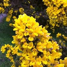 Gorse Ulex flower seeds