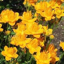 Trollius flower seeds