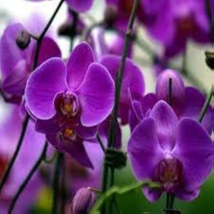 Lavender Phalaenopsis flower seeds
