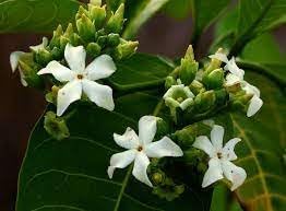Voacanga flower seeds