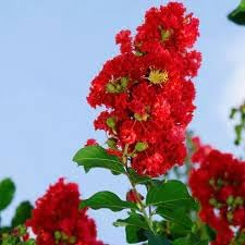 Crepe Myrtle flower seeds