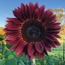 Sunflower flower seeds
