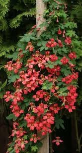 Scottish Flame flower seeds
