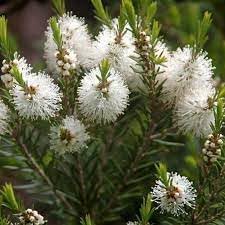 Melaleuca flower seeds